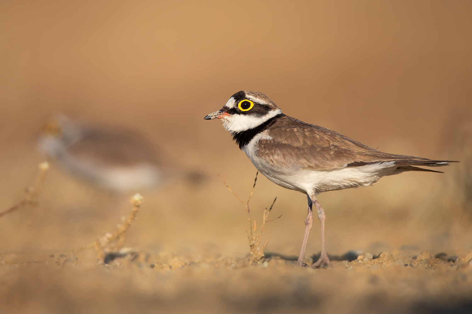 Identifying subspecies of Little Ringed Plovers – ayuwat