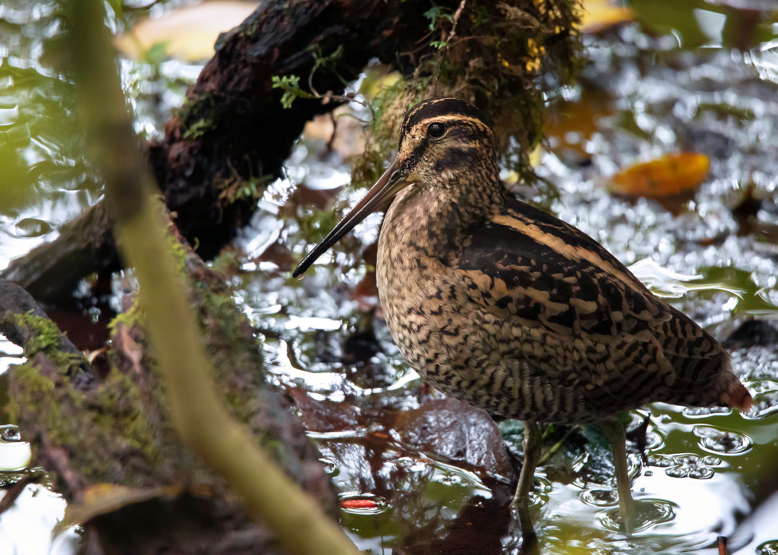 Notes on the Ang Ka Wood Snipe – ayuwat