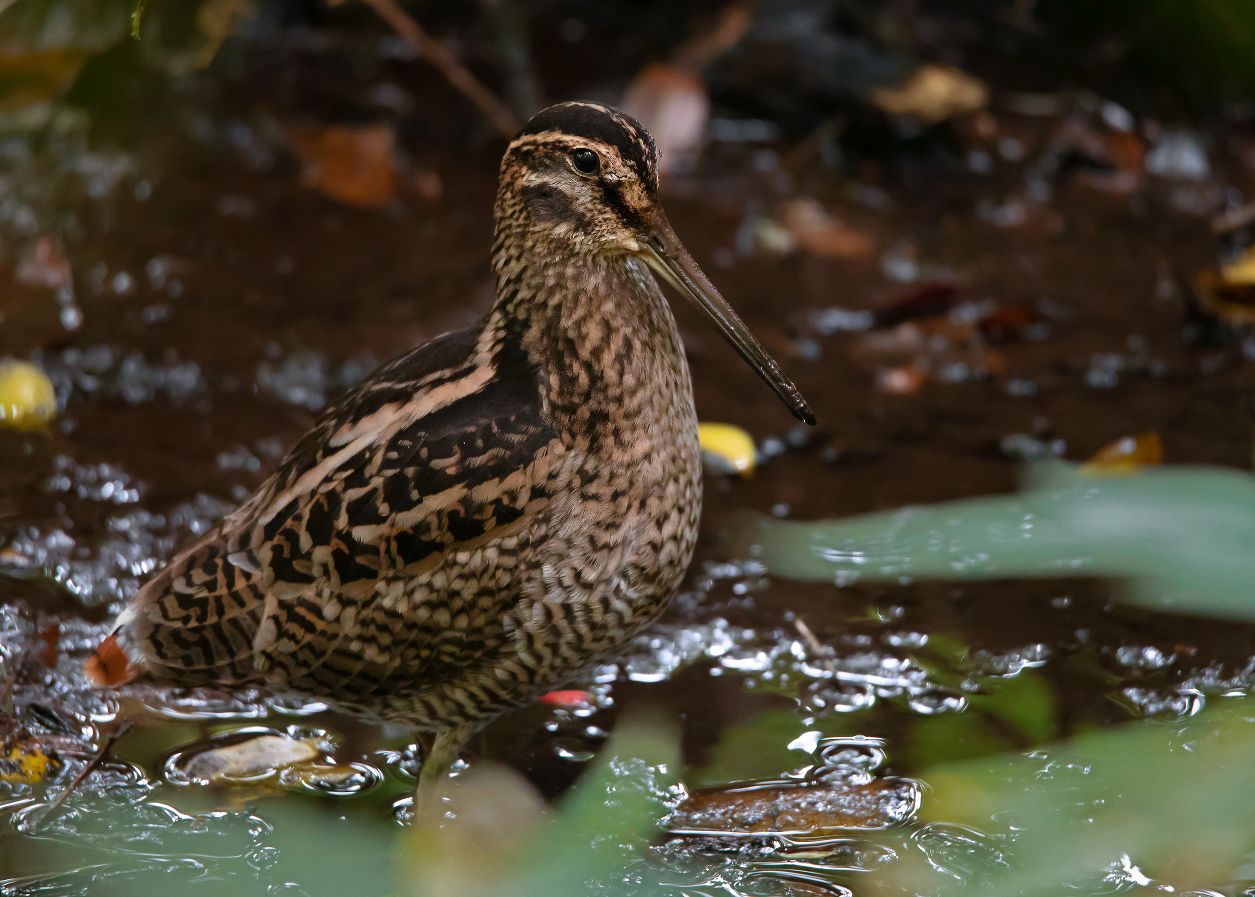 Notes on the Ang Ka Wood Snipe – ayuwat