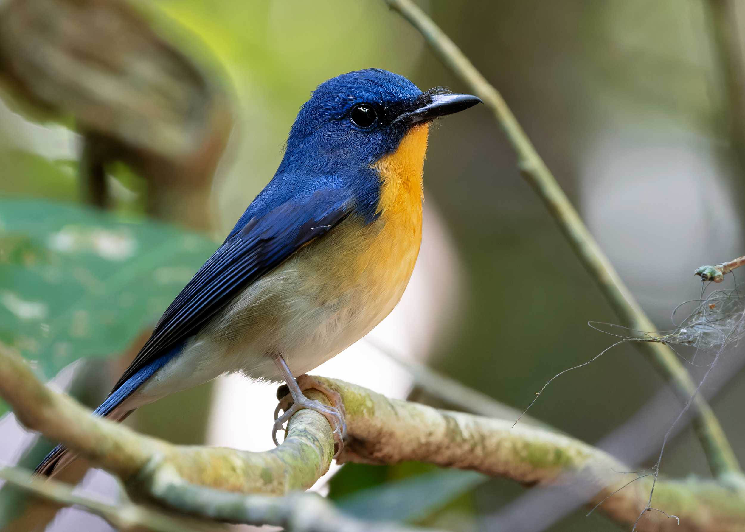 Large Blue Flycatcher – ayuwat